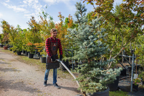 Best Tree Planting Services  in USA